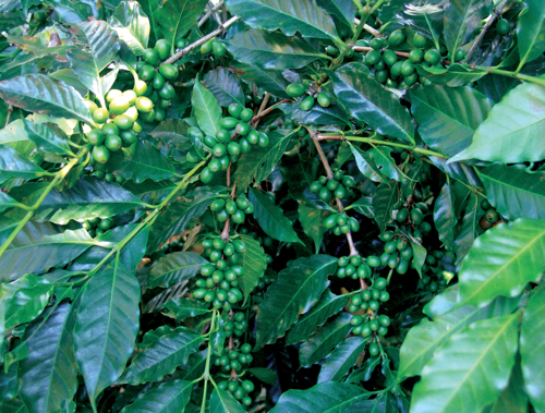 agrosistema cafetalero de Xalapa